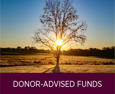 A tree in front of a sunset. Links to Donor-Advised Funds